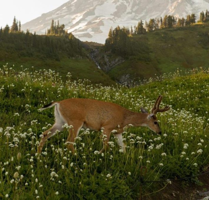 Unsplash image for AM article on Outcomes from Nature